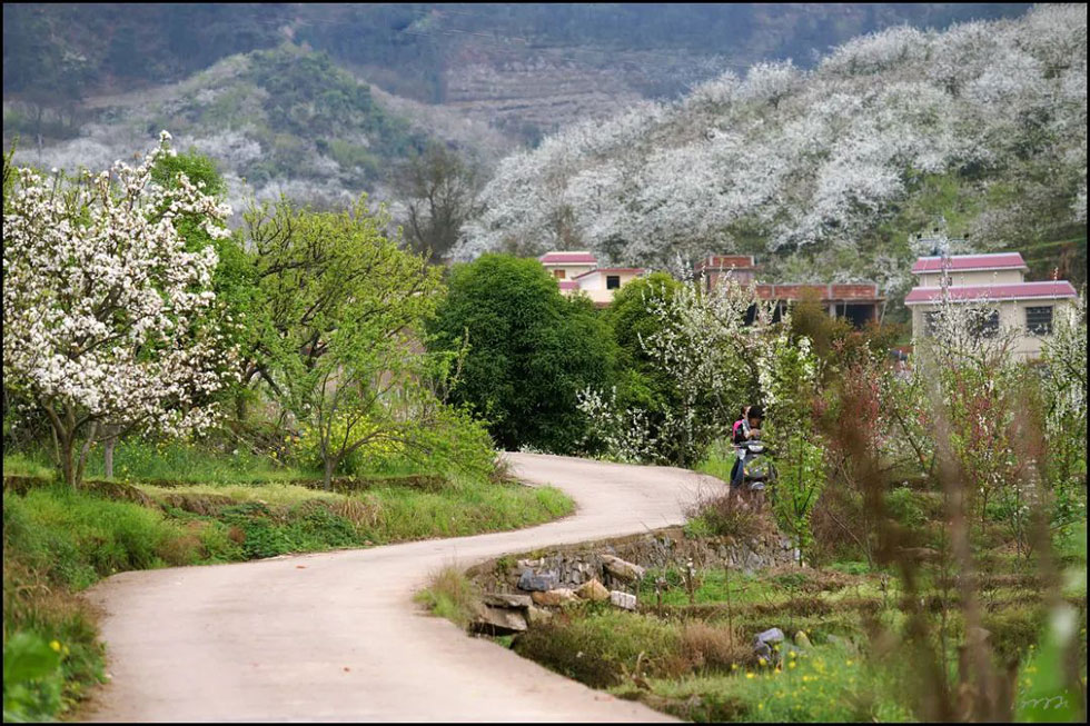 【春天,广西桂林灌阳县向您发出邀请!】我们在灌阳看梨花 - 游山玩水 - 盘锦生活社区 - 盘锦28生活网 pj.28life.com