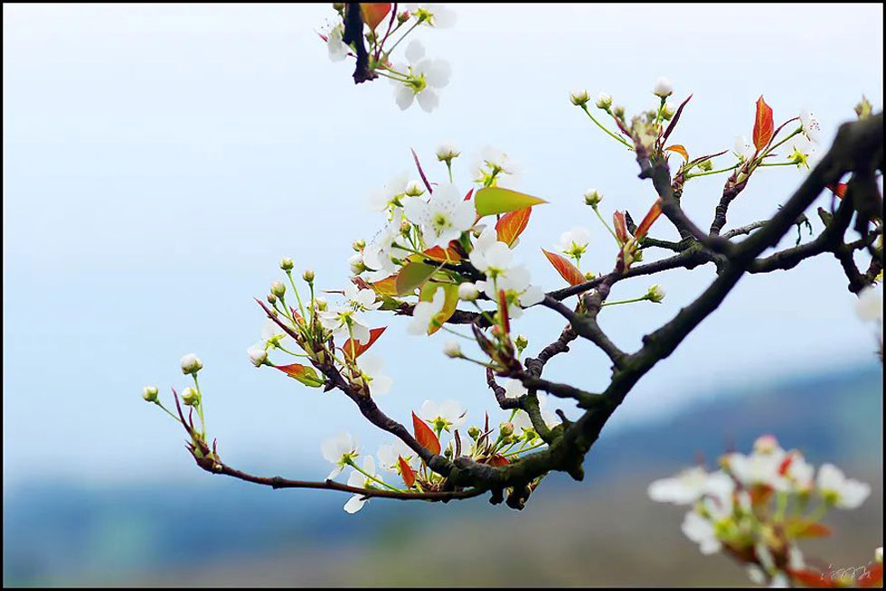 【春天,广西桂林灌阳县向您发出邀请!】我们在灌阳看梨花 - 游山玩水 - 盘锦生活社区 - 盘锦28生活网 pj.28life.com