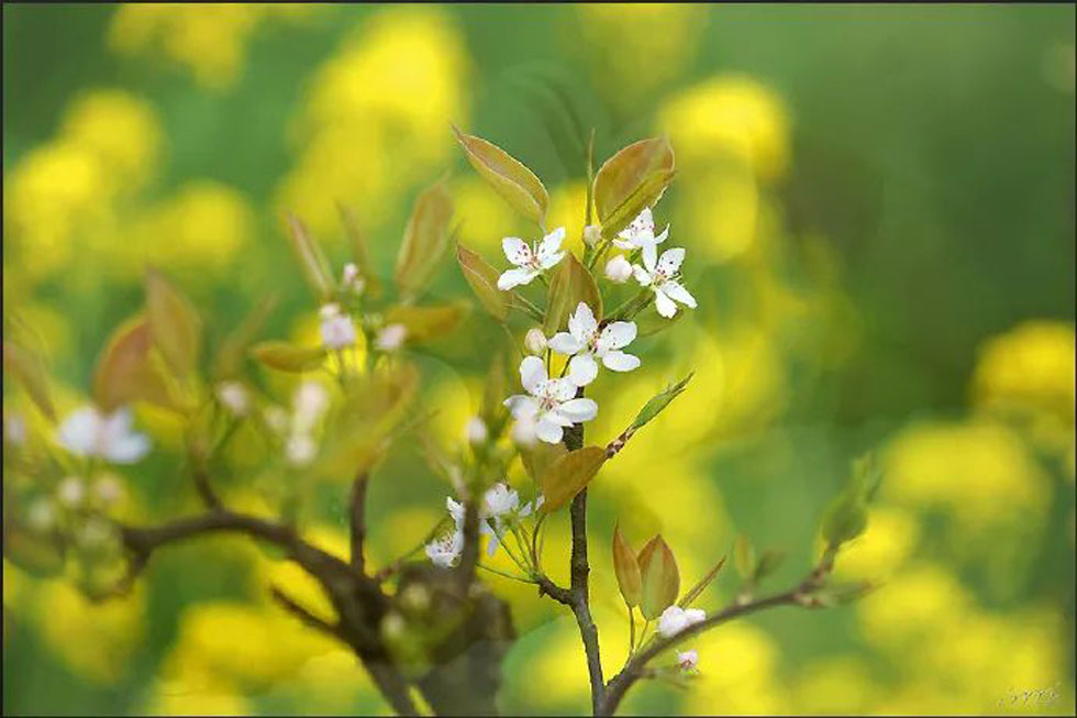 【春天,广西桂林灌阳县向您发出邀请!】我们在灌阳看梨花 - 游山玩水 - 盘锦生活社区 - 盘锦28生活网 pj.28life.com