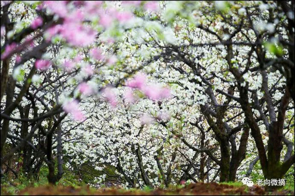 【春天,广西桂林灌阳县向您发出邀请!】我们在灌阳看梨花 - 游山玩水 - 盘锦生活社区 - 盘锦28生活网 pj.28life.com