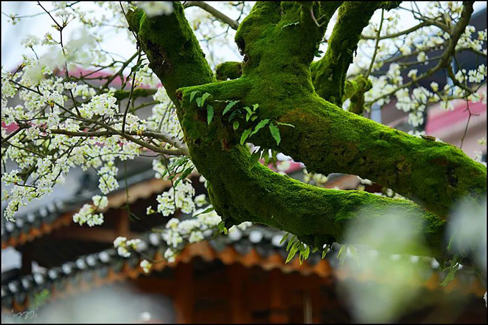 【春天,广西桂林灌阳县向您发出邀请!】我们在灌阳看梨花 - 游山玩水 - 盘锦生活社区 - 盘锦28生活网 pj.28life.com