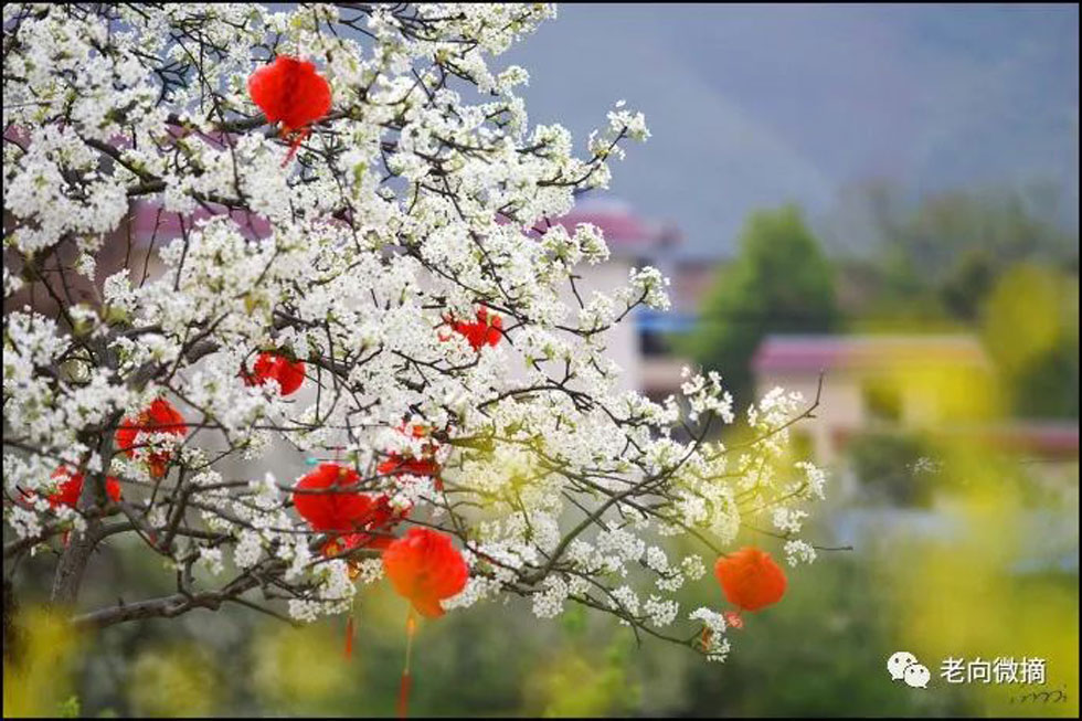 【春天,广西桂林灌阳县向您发出邀请!】我们在灌阳看梨花 - 游山玩水 - 盘锦生活社区 - 盘锦28生活网 pj.28life.com