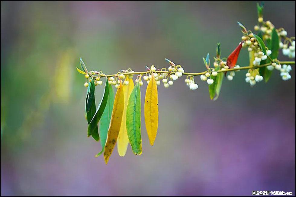 【春天,广西桂林灌阳县向您发出邀请!】米珠山前有片山苍子花在飘香 - 游山玩水 - 盘锦生活社区 - 盘锦28生活网 pj.28life.com