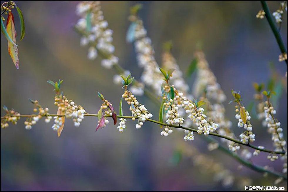 【春天,广西桂林灌阳县向您发出邀请!】米珠山前有片山苍子花在飘香 - 游山玩水 - 盘锦生活社区 - 盘锦28生活网 pj.28life.com