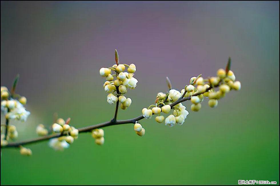 【春天,广西桂林灌阳县向您发出邀请!】米珠山前有片山苍子花在飘香 - 游山玩水 - 盘锦生活社区 - 盘锦28生活网 pj.28life.com