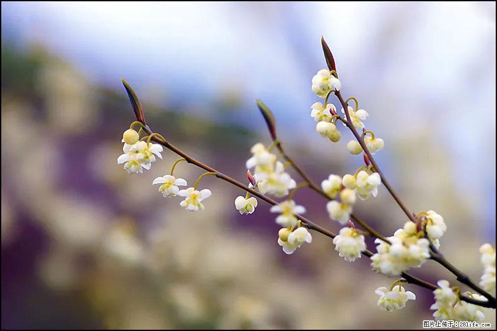 【春天,广西桂林灌阳县向您发出邀请!】米珠山前有片山苍子花在飘香 - 游山玩水 - 盘锦生活社区 - 盘锦28生活网 pj.28life.com