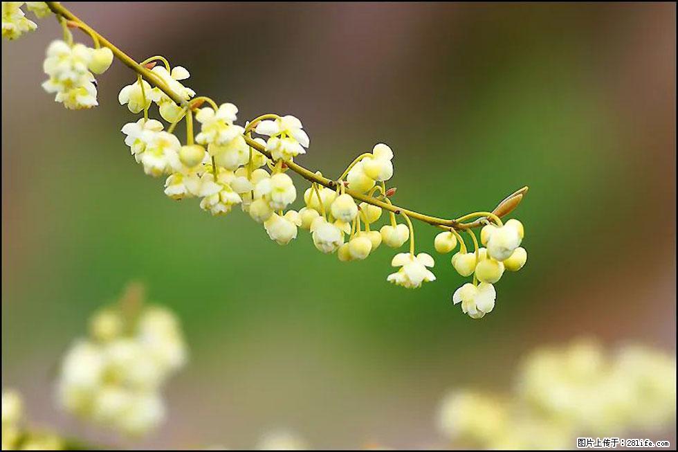 【春天,广西桂林灌阳县向您发出邀请!】米珠山前有片山苍子花在飘香 - 游山玩水 - 盘锦生活社区 - 盘锦28生活网 pj.28life.com