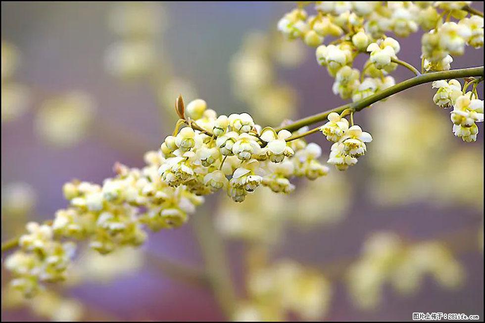 【春天,广西桂林灌阳县向您发出邀请!】米珠山前有片山苍子花在飘香 - 游山玩水 - 盘锦生活社区 - 盘锦28生活网 pj.28life.com