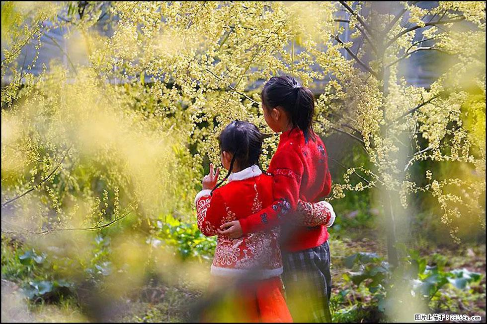 【春天,广西桂林灌阳县向您发出邀请!】米珠山前有片山苍子花在飘香 - 游山玩水 - 盘锦生活社区 - 盘锦28生活网 pj.28life.com