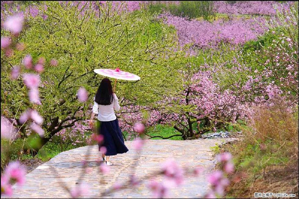 【春天,广西桂林灌阳县向您发出邀请!】官庄村有个醉美的桃花园 - 游山玩水 - 盘锦生活社区 - 盘锦28生活网 pj.28life.com