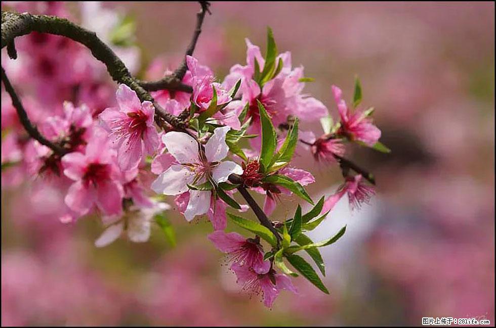 【春天,广西桂林灌阳县向您发出邀请!】官庄村有个醉美的桃花园 - 游山玩水 - 盘锦生活社区 - 盘锦28生活网 pj.28life.com