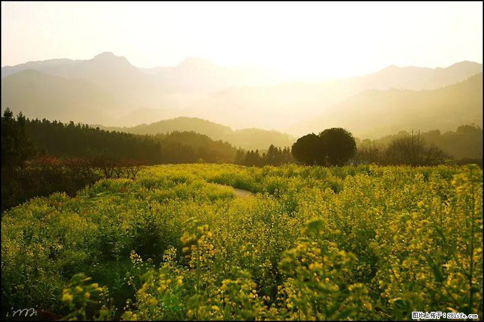【春天,广西桂林灌阳县向您发出邀请!】长坪村油菜盛情花开 - 游山玩水 - 盘锦生活社区 - 盘锦28生活网 pj.28life.com