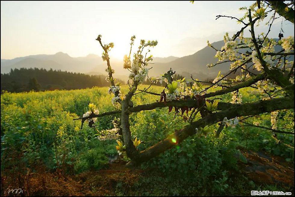 【春天,广西桂林灌阳县向您发出邀请!】长坪村油菜盛情花开 - 游山玩水 - 盘锦生活社区 - 盘锦28生活网 pj.28life.com