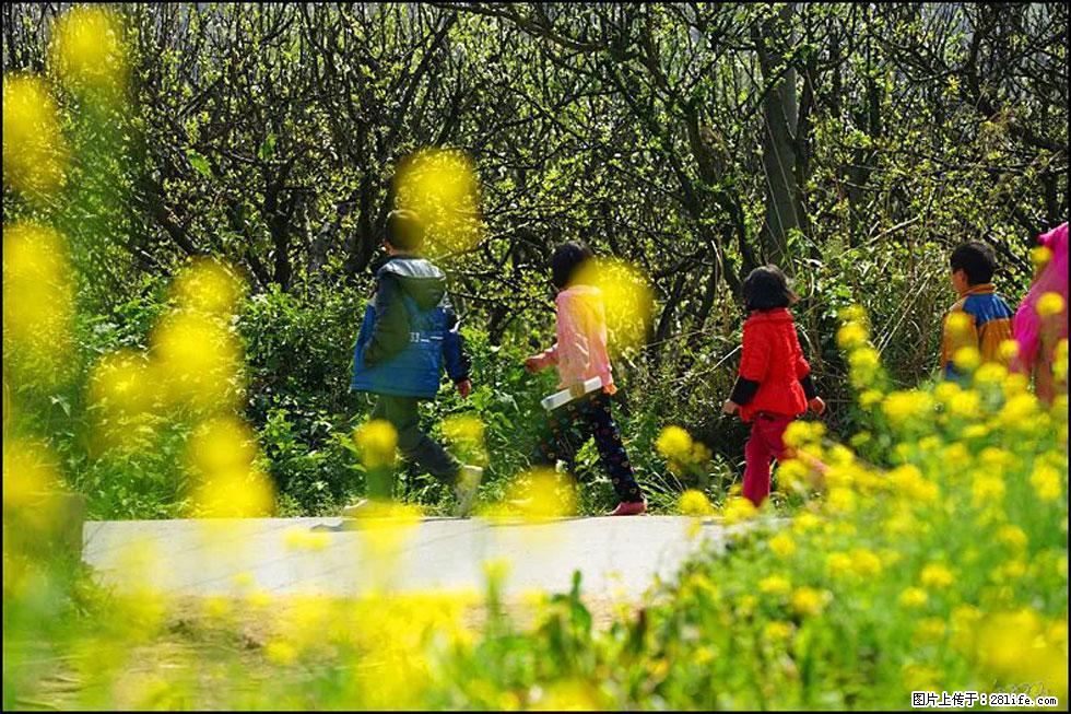 【春天,广西桂林灌阳县向您发出邀请!】长坪村油菜盛情花开 - 游山玩水 - 盘锦生活社区 - 盘锦28生活网 pj.28life.com