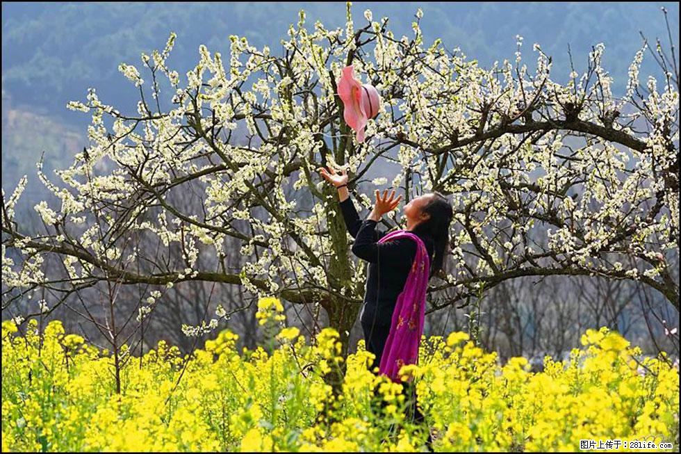 【春天,广西桂林灌阳县向您发出邀请!】长坪村油菜盛情花开 - 游山玩水 - 盘锦生活社区 - 盘锦28生活网 pj.28life.com