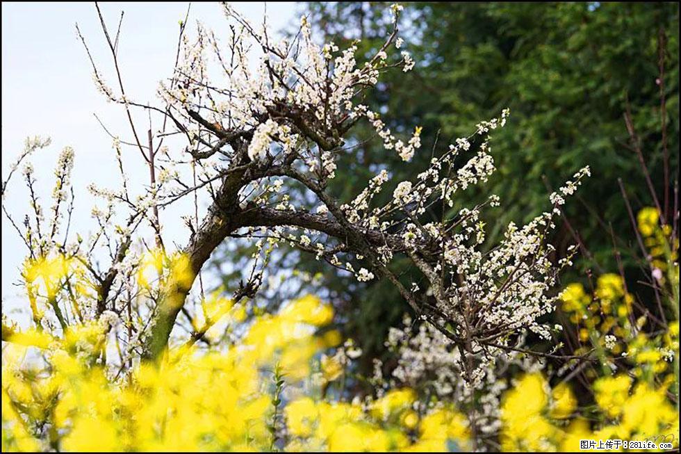 【春天,广西桂林灌阳县向您发出邀请!】长坪村油菜盛情花开 - 游山玩水 - 盘锦生活社区 - 盘锦28生活网 pj.28life.com