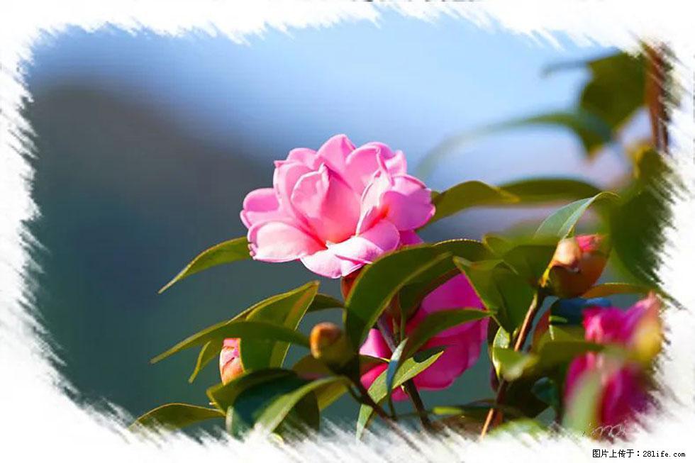 【春天,广西桂林灌阳县向您发出邀请!】杨柳井茶花惹人爱 - 游山玩水 - 盘锦生活社区 - 盘锦28生活网 pj.28life.com