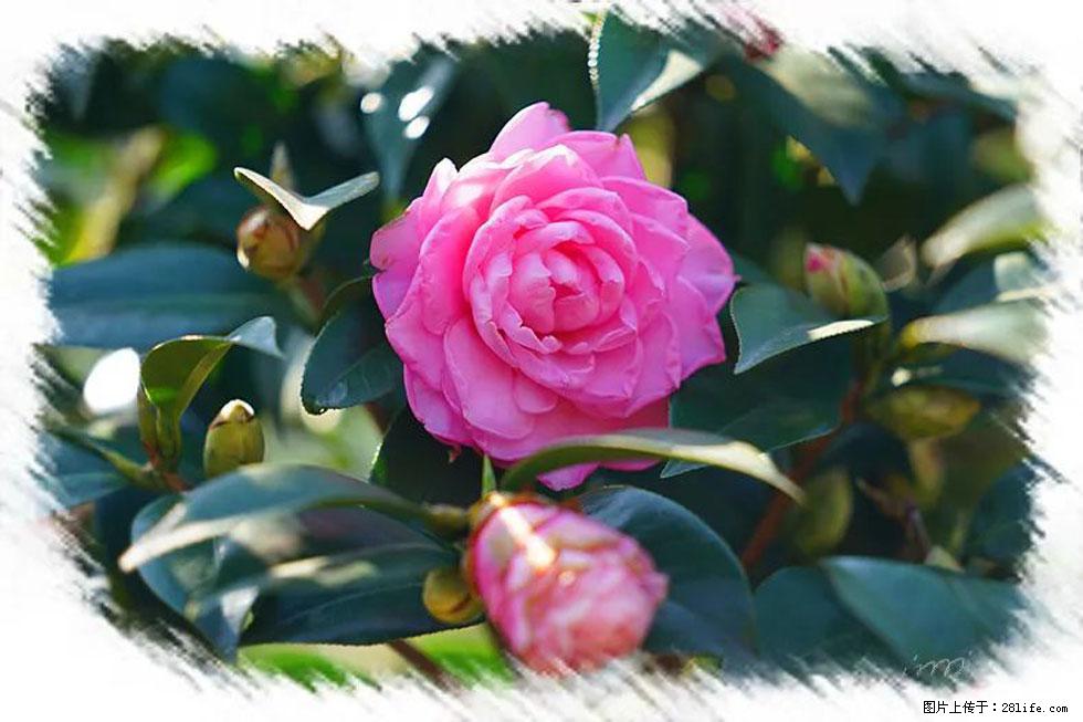 【春天,广西桂林灌阳县向您发出邀请!】杨柳井茶花惹人爱 - 游山玩水 - 盘锦生活社区 - 盘锦28生活网 pj.28life.com