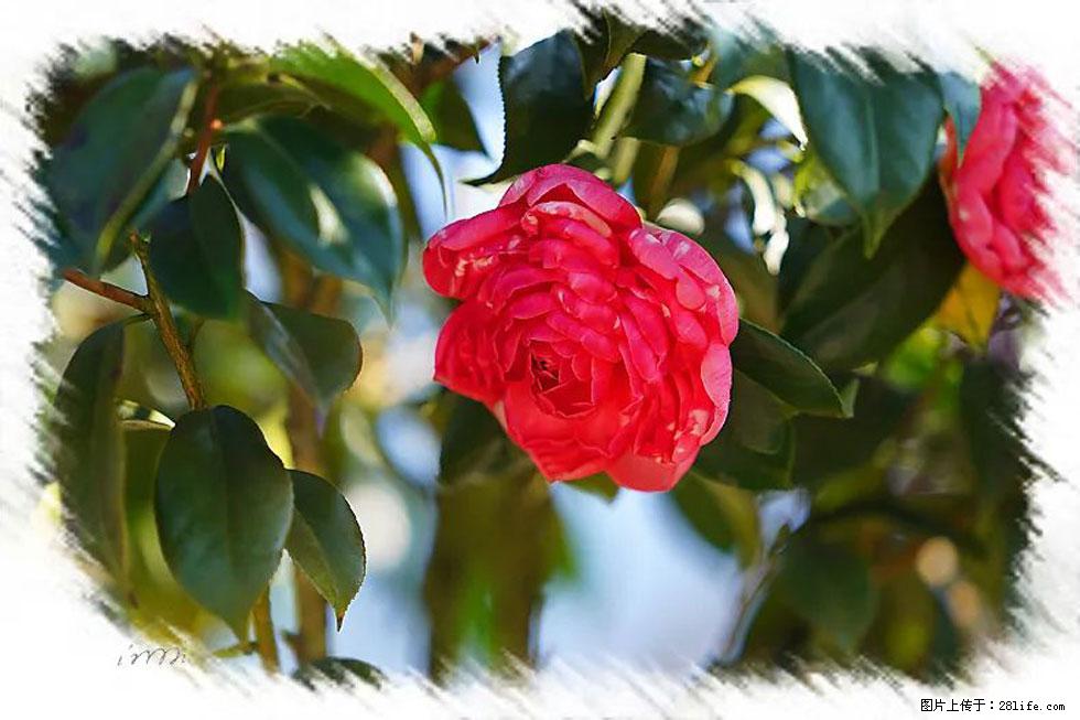 【春天,广西桂林灌阳县向您发出邀请!】杨柳井茶花惹人爱 - 游山玩水 - 盘锦生活社区 - 盘锦28生活网 pj.28life.com