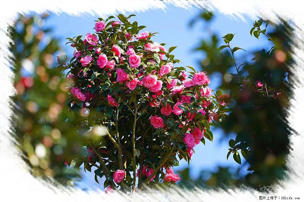 【春天,广西桂林灌阳县向您发出邀请!】杨柳井茶花惹人爱 - 游山玩水 - 盘锦生活社区 - 盘锦28生活网 pj.28life.com