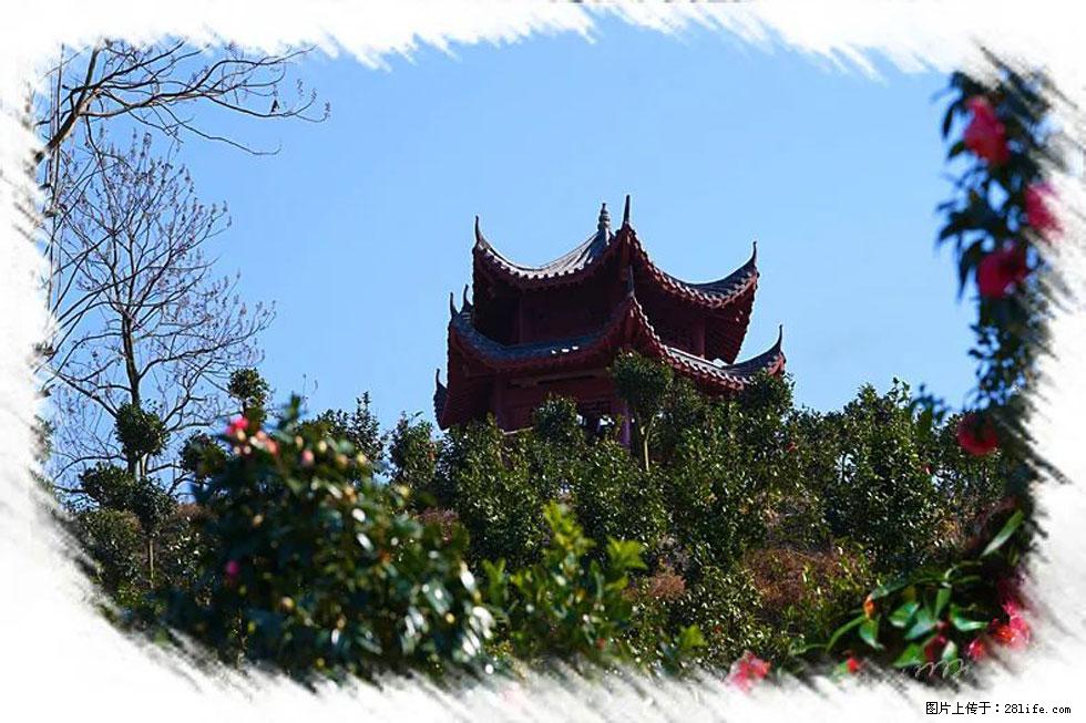 【春天,广西桂林灌阳县向您发出邀请!】杨柳井茶花惹人爱 - 游山玩水 - 盘锦生活社区 - 盘锦28生活网 pj.28life.com