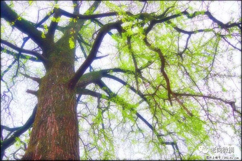 【春天,广西桂林灌阳县向您发出邀请!】在小龙村与春天约会 - 游山玩水 - 盘锦生活社区 - 盘锦28生活网 pj.28life.com