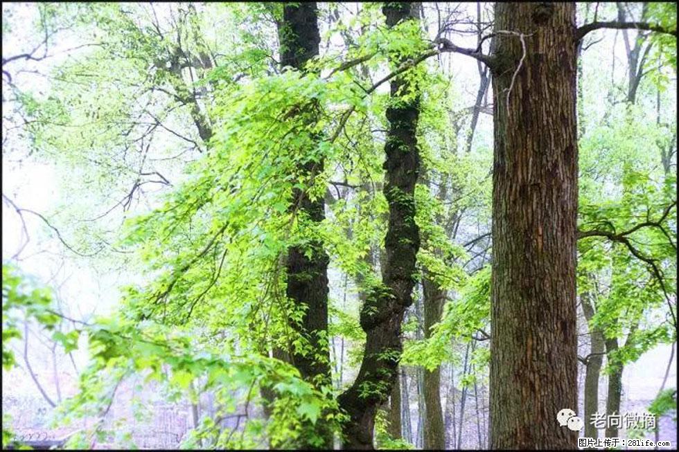 【春天,广西桂林灌阳县向您发出邀请!】在小龙村与春天约会 - 游山玩水 - 盘锦生活社区 - 盘锦28生活网 pj.28life.com