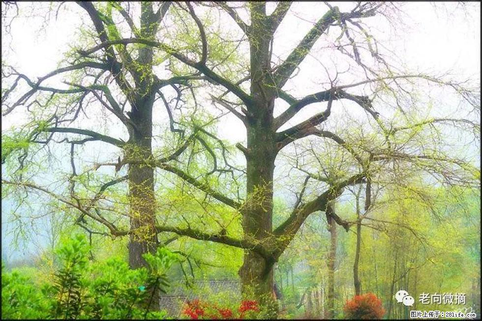 【春天,广西桂林灌阳县向您发出邀请!】在小龙村与春天约会 - 游山玩水 - 盘锦生活社区 - 盘锦28生活网 pj.28life.com