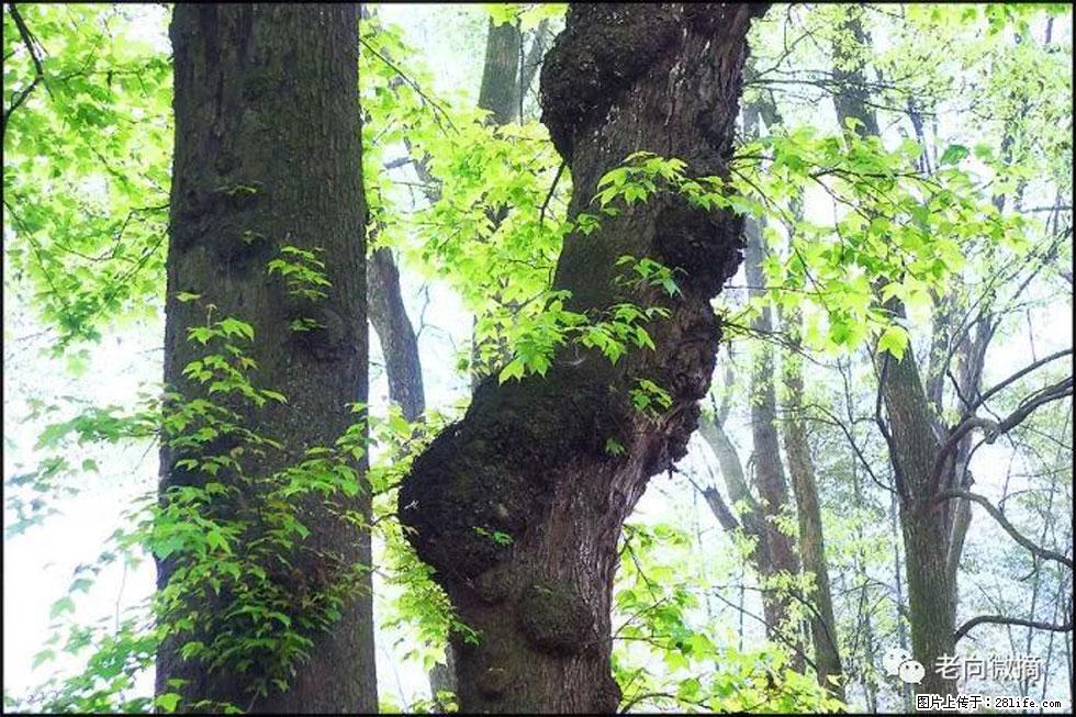 【春天,广西桂林灌阳县向您发出邀请!】在小龙村与春天约会 - 游山玩水 - 盘锦生活社区 - 盘锦28生活网 pj.28life.com