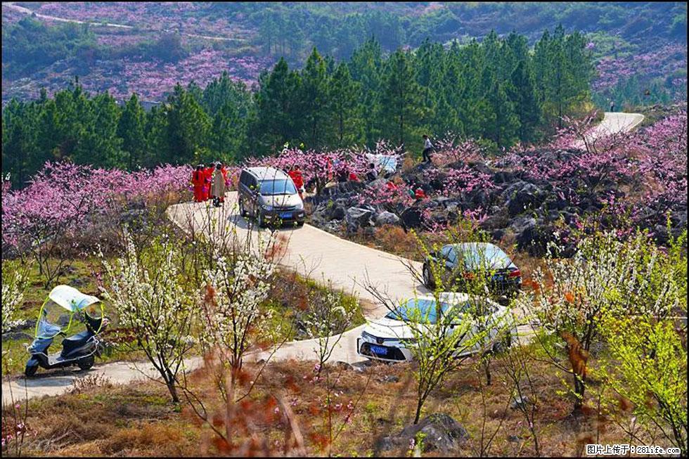 【春天,广西桂林灌阳县向您发出邀请!】望月岭上桃花开 - 游山玩水 - 盘锦生活社区 - 盘锦28生活网 pj.28life.com