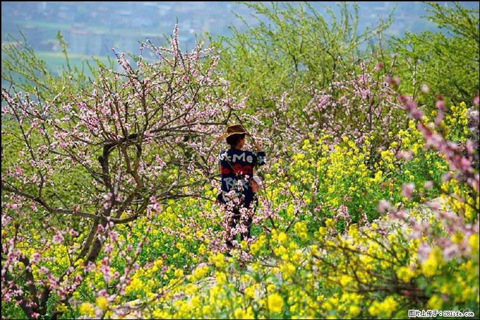 【春天,广西桂林灌阳县向您发出邀请!】望月岭上桃花开 - 游山玩水 - 盘锦生活社区 - 盘锦28生活网 pj.28life.com