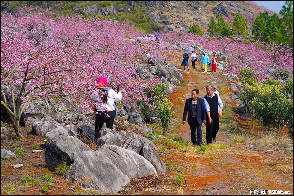 【春天,广西桂林灌阳县向您发出邀请!】望月岭上桃花开 - 游山玩水 - 盘锦生活社区 - 盘锦28生活网 pj.28life.com