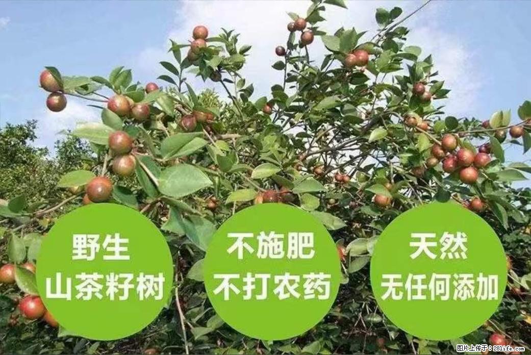 【灌阳县油茶产业示范区】一个有着充实的精神生活的人,对待身外之物自会有一种淡泊的态度 - 美食天地 - 盘锦生活社区 - 盘锦28生活网 pj.28life.com