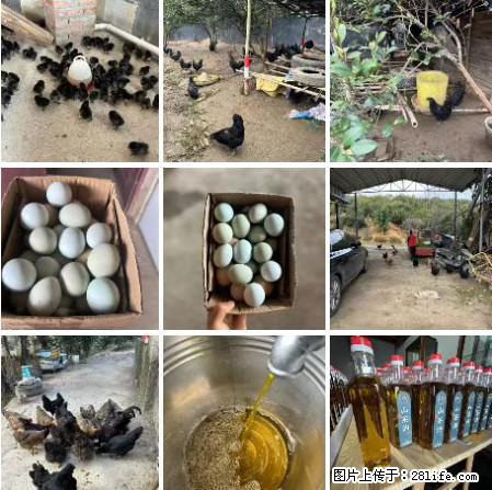 油茶园从小鸡仔开始养起的纯土鸡、土鸡蛋可以预定啦！还有前几天刚榨的纯山茶油哦 - 土特产 - 饮食特产 - 盘锦分类信息 - 盘锦28生活网 pj.28life.com