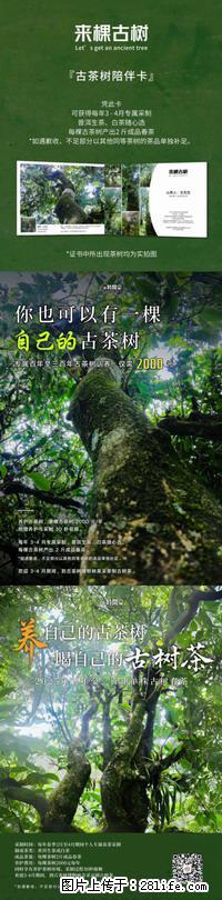 你也可以有一棵自己的古茶树 - 农作物 - 农林牧渔 - 盘锦分类信息 - 盘锦28生活网 pj.28life.com