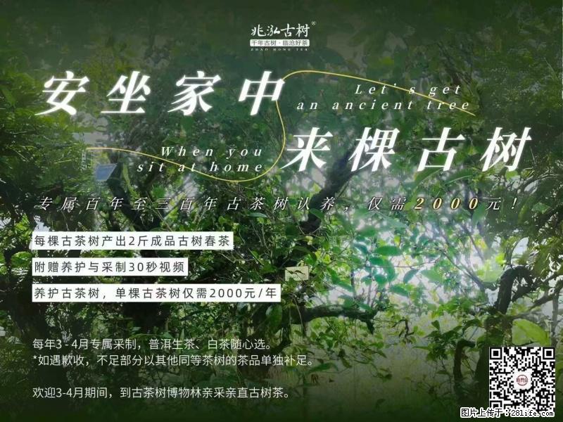你也可以有一棵自己的古茶树 - 农作物 - 农林牧渔 - 盘锦分类信息 - 盘锦28生活网 pj.28life.com