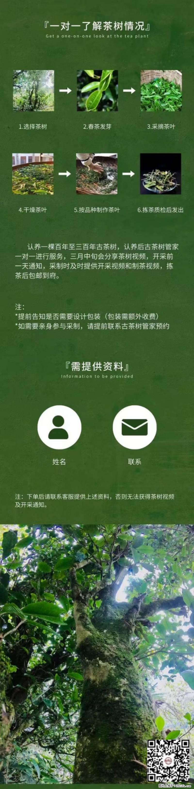 你也可以有一棵自己的古茶树 - 农作物 - 农林牧渔 - 盘锦分类信息 - 盘锦28生活网 pj.28life.com