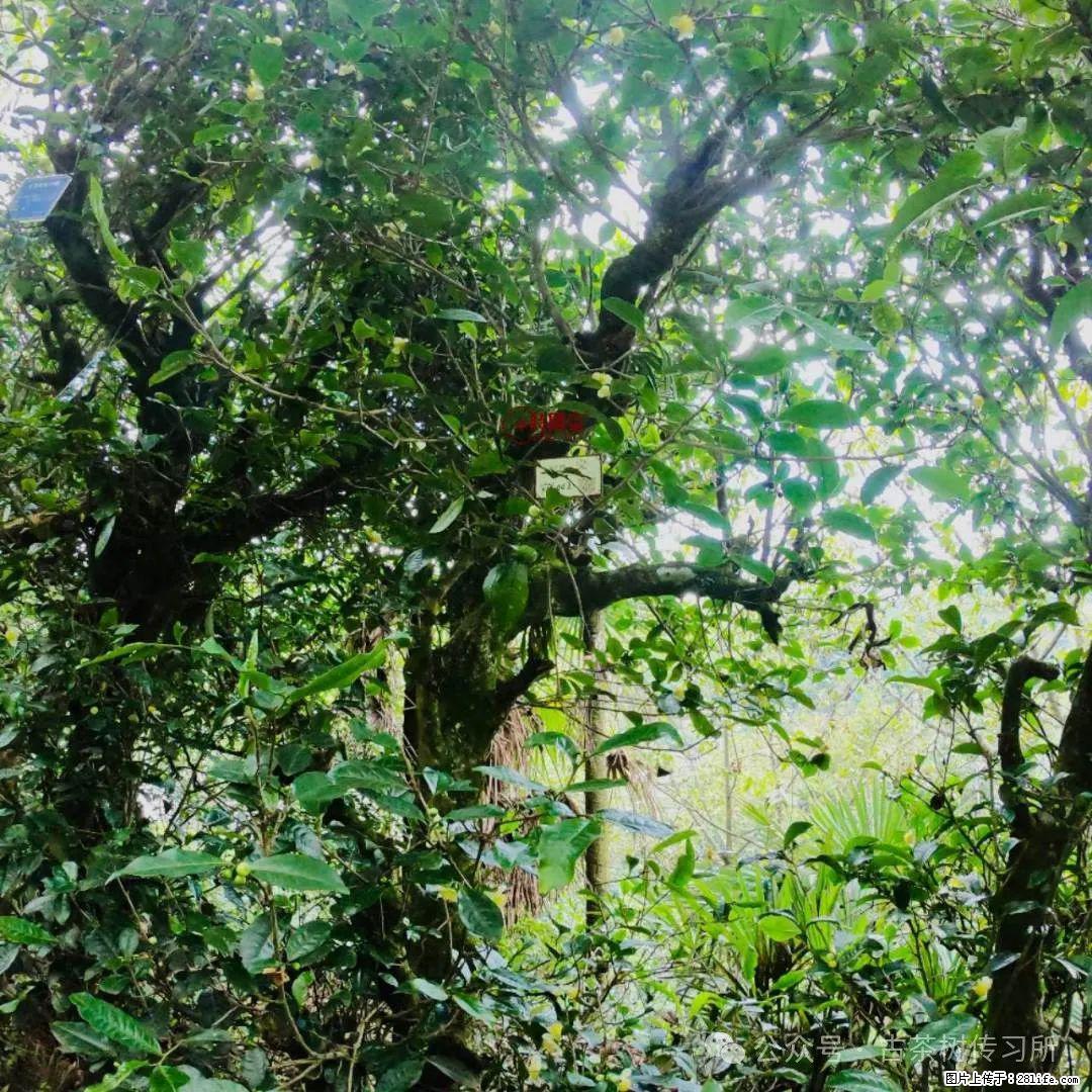 沉浸式养棵百年古茶树 - 农作物 - 农林牧渔 - 盘锦分类信息 - 盘锦28生活网 pj.28life.com