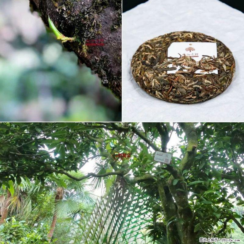 沉浸式养棵百年古茶树 - 农作物 - 农林牧渔 - 盘锦分类信息 - 盘锦28生活网 pj.28life.com