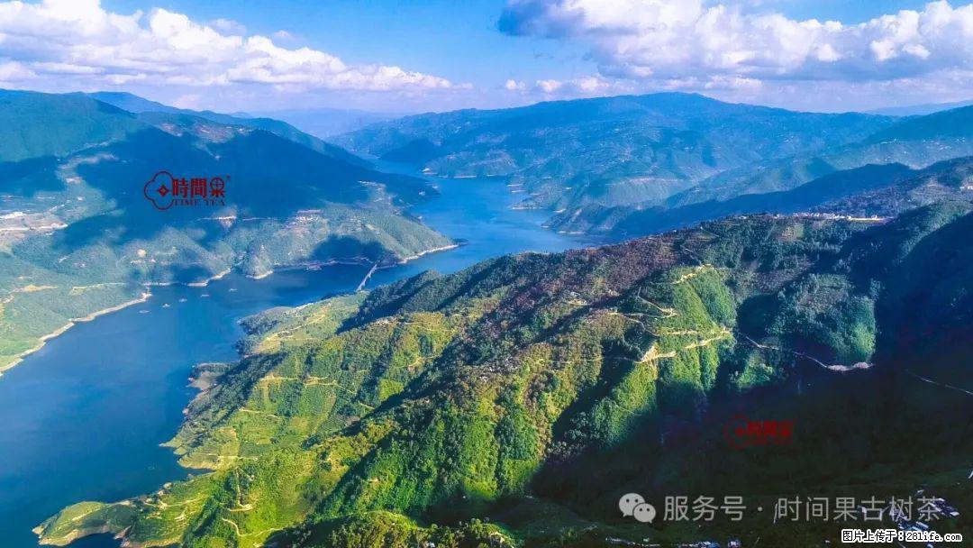 时间果百年古树龙珠普洱生茶 - 购物交流 - 盘锦生活社区 - 盘锦28生活网 pj.28life.com