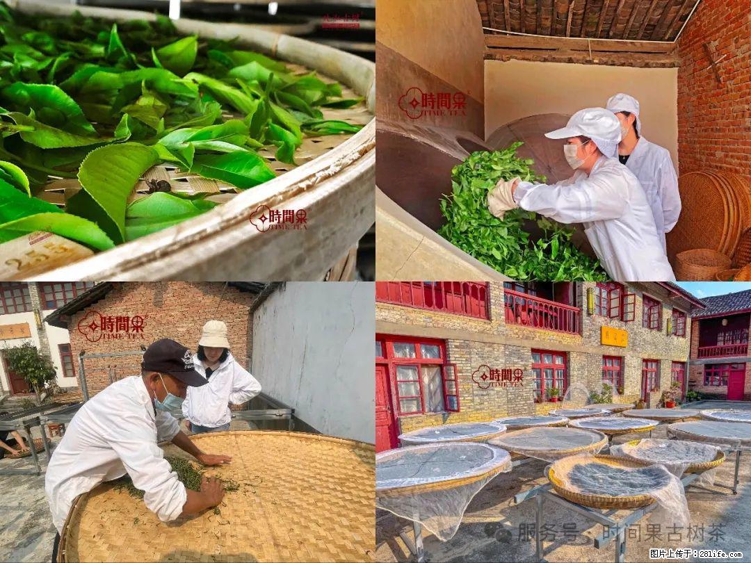 时间果百年古树龙珠普洱生茶 - 购物交流 - 盘锦生活社区 - 盘锦28生活网 pj.28life.com