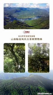 时间果百年古树红茶 - 盘锦28生活网 pj.28life.com