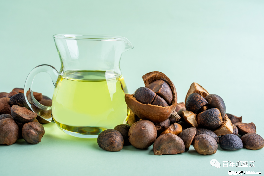 揭秘茶油的5大核心营养成分!被称为人体健康的“守护盾”! - 盘锦生活资讯 - 盘锦28生活网 pj.28life.com