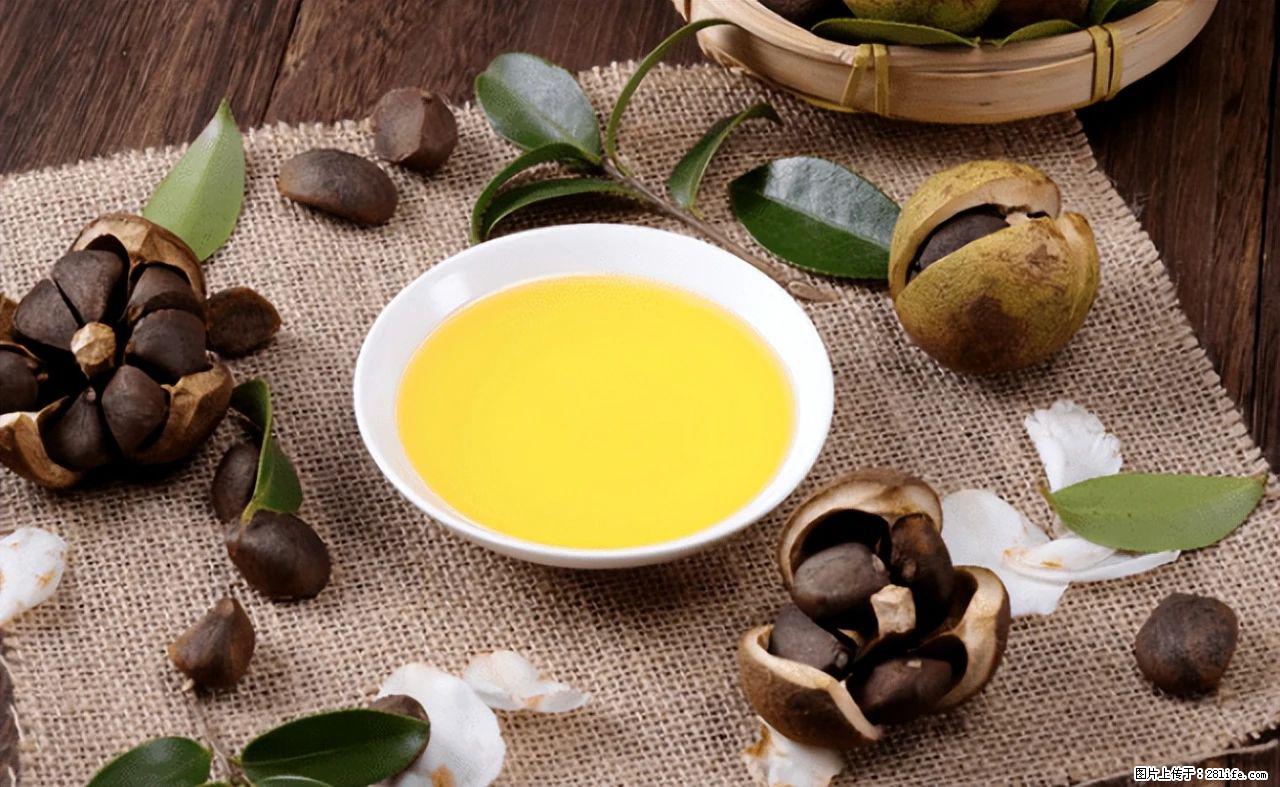 揭秘茶油的5大核心营养成分!被称为人体健康的“守护盾”! - 盘锦生活资讯 - 盘锦28生活网 pj.28life.com