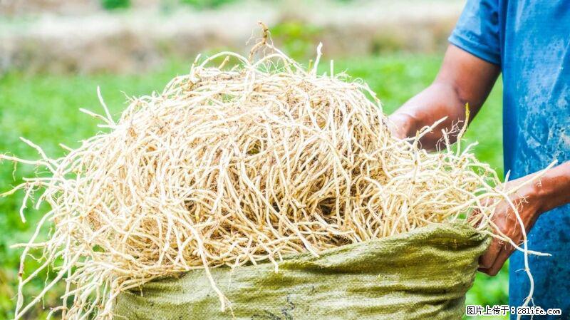 堪称“最难吃”的蔬菜,却是 “抗辐射神器”,还能护肺、清热、止咳化痰! - 盘锦生活资讯 - 盘锦28生活网 pj.28life.com