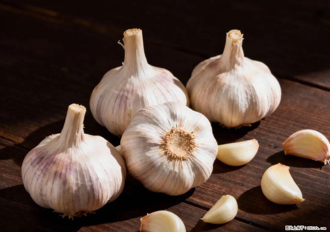 关于大蒜，除了“天然抗生素”，这4个谣言更该警惕! - 盘锦生活资讯 - 盘锦28生活网 pj.28life.com