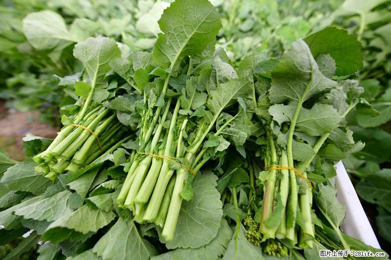 这些蔬菜是“天然钙片”，这6种被医生重点推荐 - 盘锦生活资讯 - 盘锦28生活网 pj.28life.com